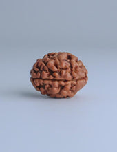 2 Mukhi Nepali Rudraksha