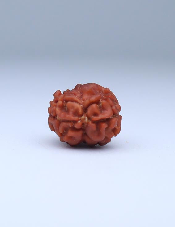 2 Mukhi Nepali Rudraksha