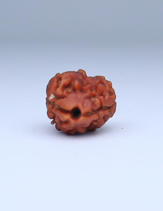 2 Mukhi Nepali Rudraksha