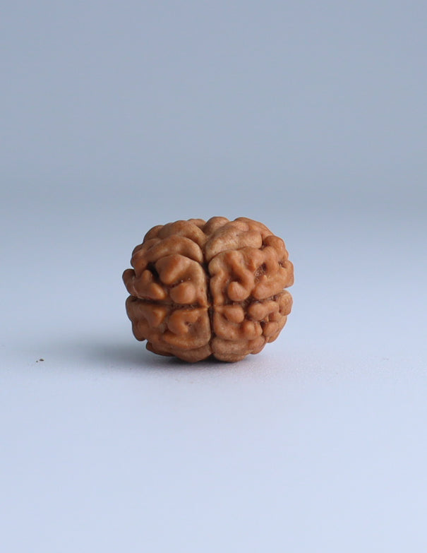 2 Mukhi Nepali Rudraksha