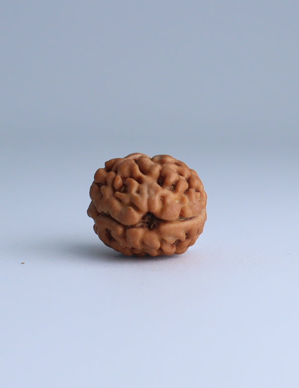 2 Mukhi Nepali Rudraksha