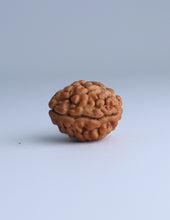 2 Mukhi Nepali Rudraksha