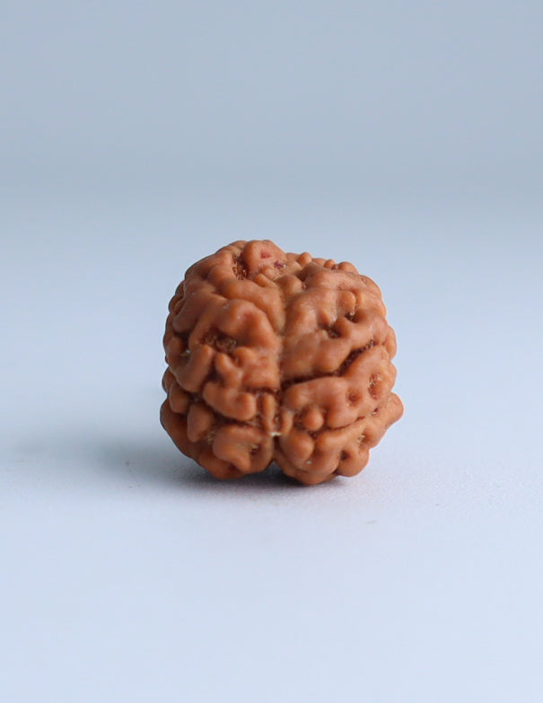 2 Mukhi Nepali Rudraksha