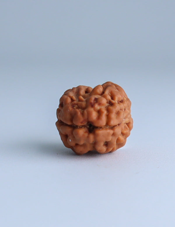 2 Mukhi Nepali Rudraksha