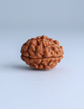 2 Mukhi Nepali Rudraksha