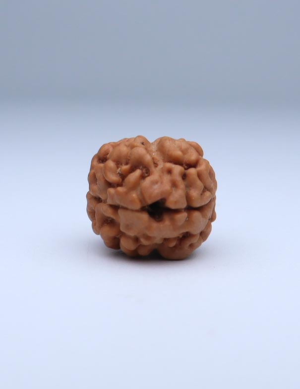 2 Mukhi Nepali Rudraksha