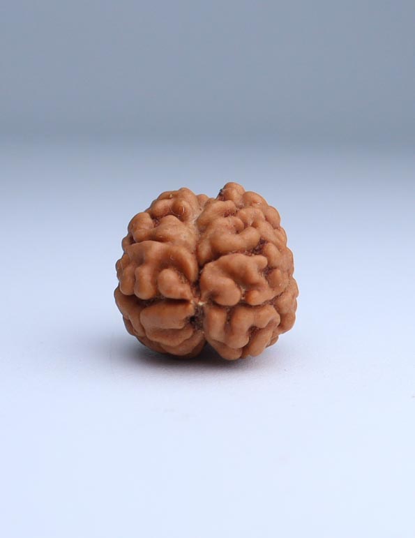 2 Mukhi Nepali Rudraksha