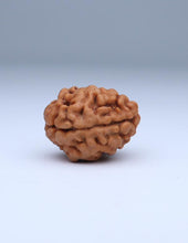 2 Mukhi Nepali Rudraksha