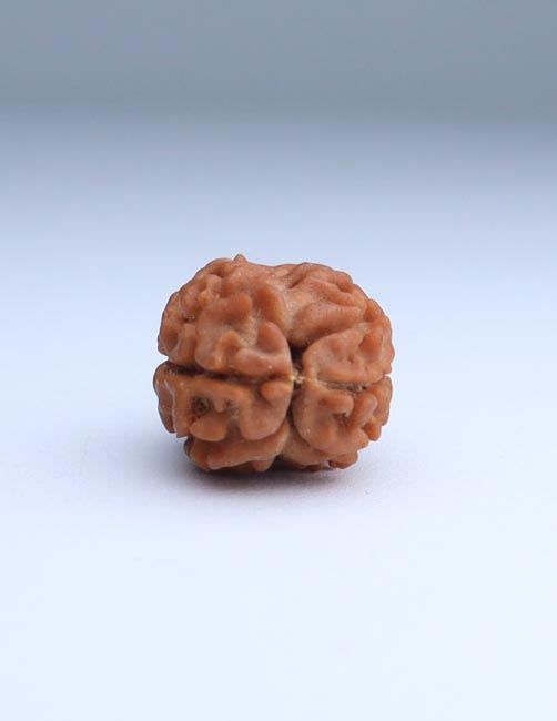 2 Mukhi Nepali Rudraksha