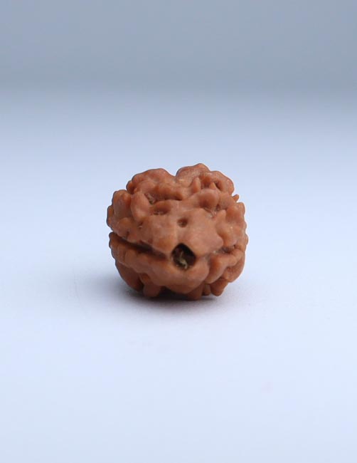 2 Mukhi Nepali Rudraksha