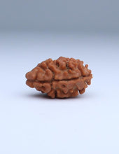 2 Mukhi Nepali Rudraksha