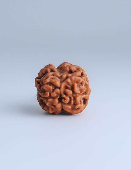 2 Mukhi Nepali Rudraksha