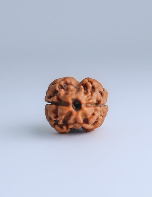 2 Mukhi Nepali Rudraksha