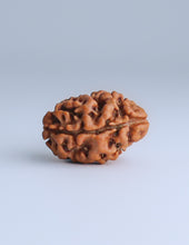 2 Mukhi Nepali Rudraksha