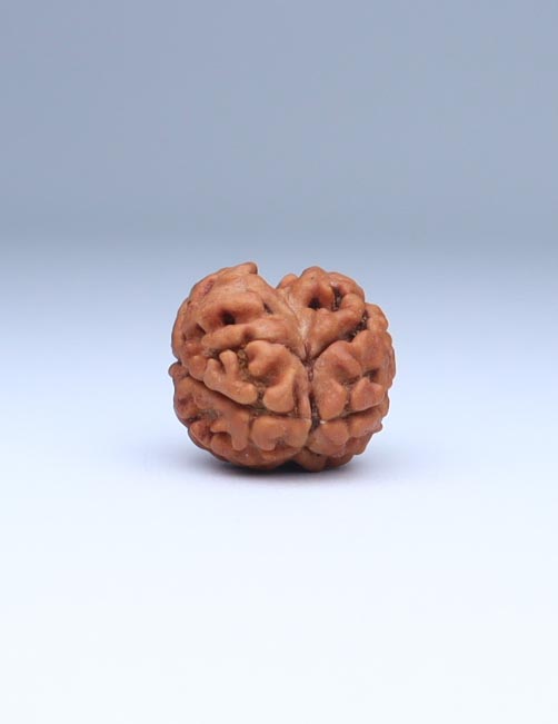 2 Mukhi Nepali Rudraksha