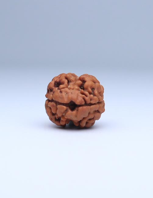 2 Mukhi Nepali Rudraksha