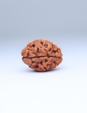 2 Mukhi Nepali Rudraksha