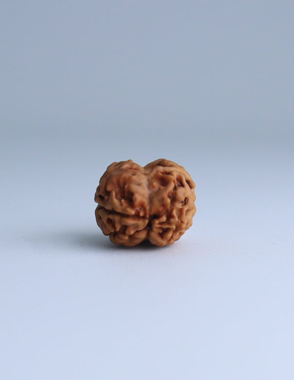 2 Mukhi Nepali Rudraksha