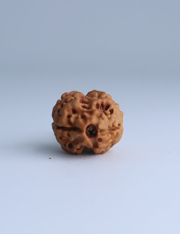 2 Mukhi Nepali Rudraksha