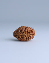 2 Mukhi Nepali Rudraksha