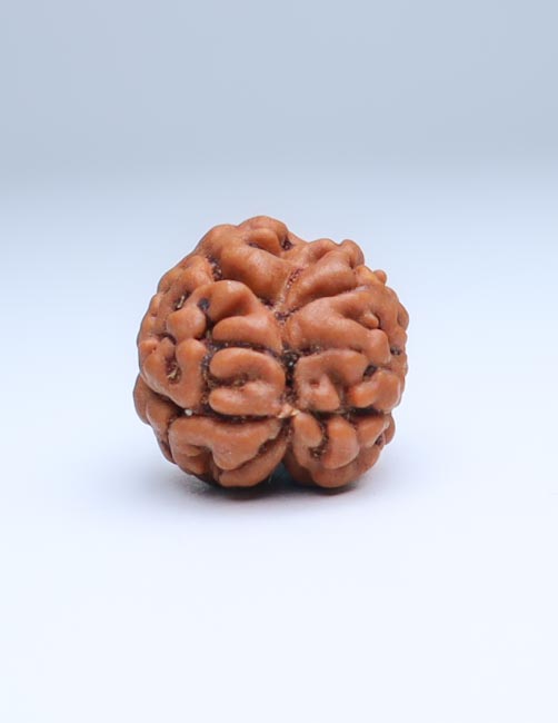 2 Mukhi Nepali Rudraksha