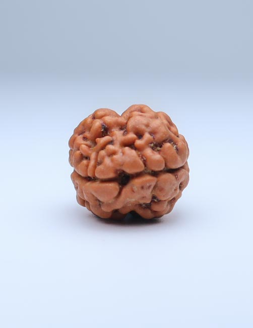 2 Mukhi Nepali Rudraksha