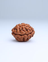 2 Mukhi Nepali Rudraksha