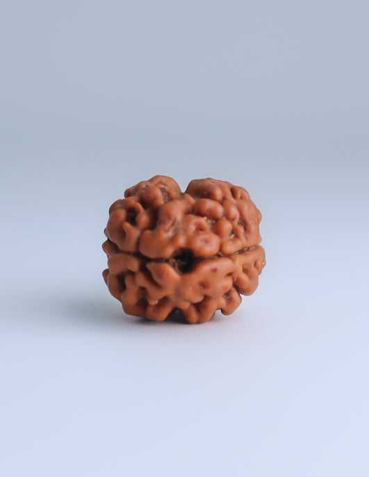 2 Mukhi Nepali Rudraksha