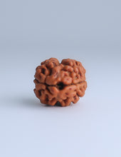 2 Mukhi Nepali Rudraksha