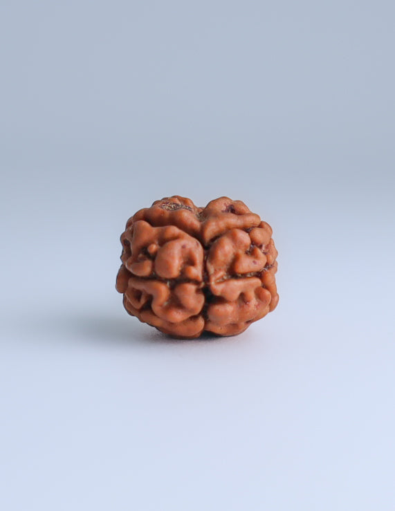 2 Mukhi Nepali Rudraksha