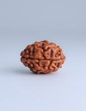 2 Mukhi Nepali Rudraksha