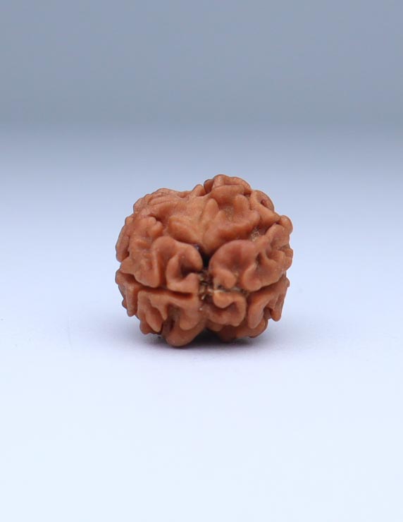 2 Mukhi Nepali Rudraksha