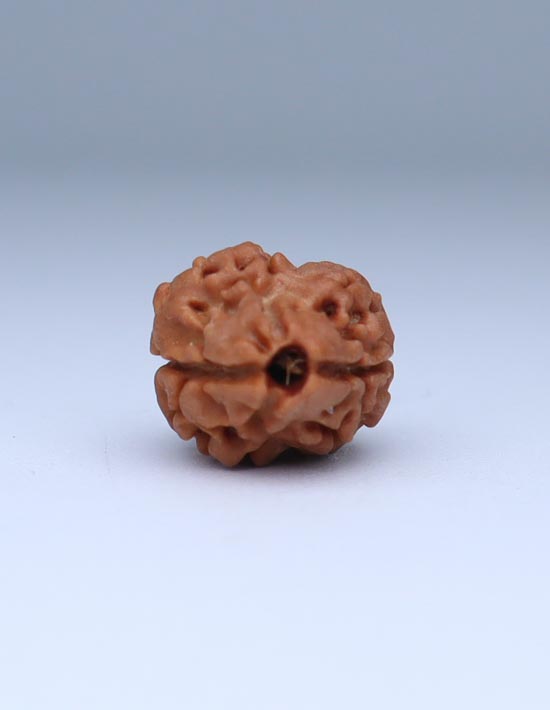 2 Mukhi Nepali Rudraksha