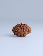 2 Mukhi Nepali Rudraksha