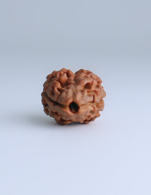 2 Mukhi Nepali Rudraksha