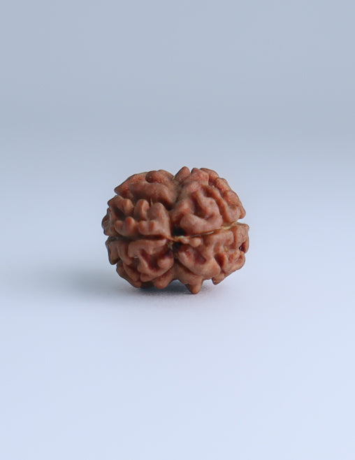 2 Mukhi Nepali Rudraksha