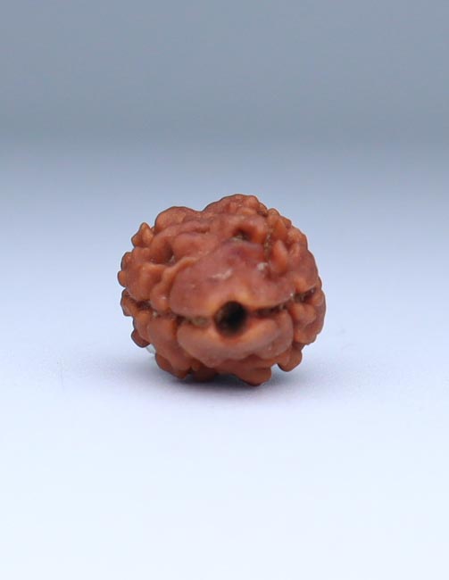 2 Mukhi Nepali Rudraksha