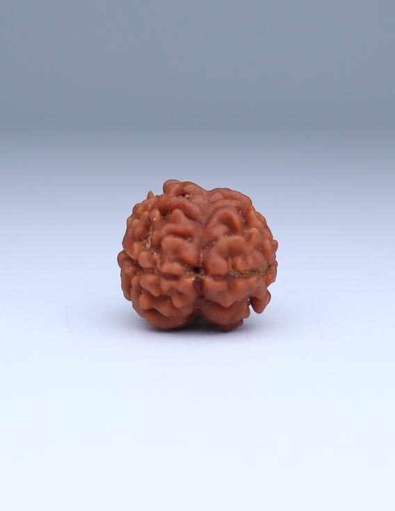 2 Mukhi Nepali Rudraksha