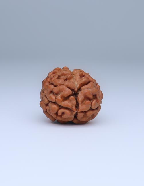 2 Mukhi Nepali Rudraksha