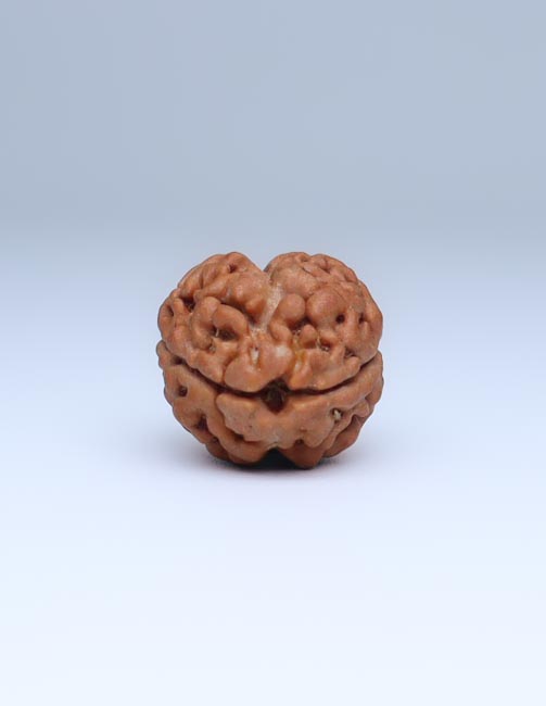 2 Mukhi Nepali Rudraksha