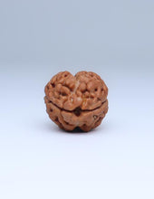 2 Mukhi Nepali Rudraksha