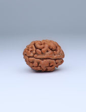 2 Mukhi Nepali Rudraksha