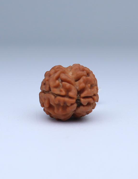 2 Mukhi Nepali Rudraksha