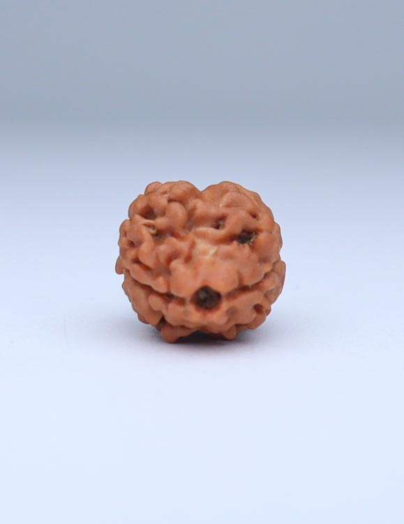 2 Mukhi Nepali Rudraksha