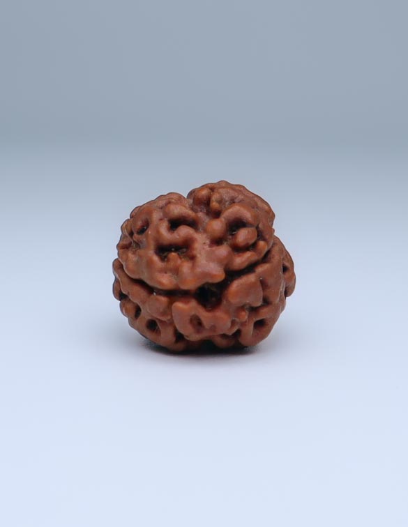 2 Mukhi Nepali Rudraksha