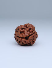 2 Mukhi Nepali Rudraksha