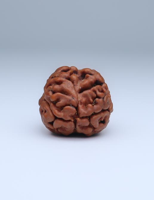 2 Mukhi Nepali Rudraksha