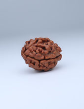 2 Mukhi Nepali Rudraksha