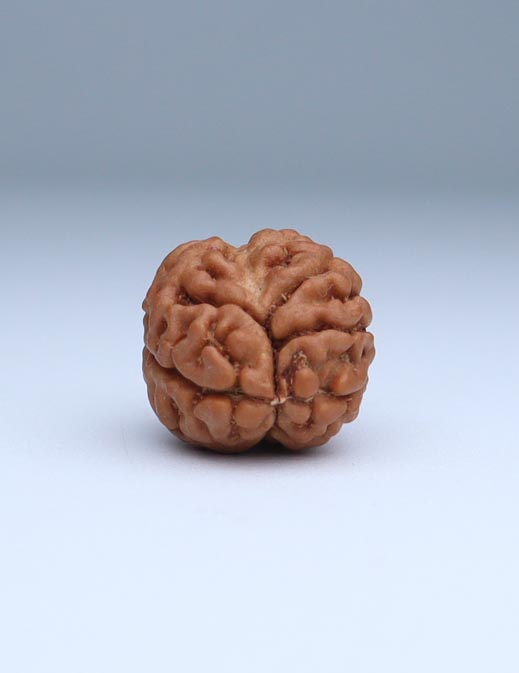 2 Mukhi Nepali Rudraksha