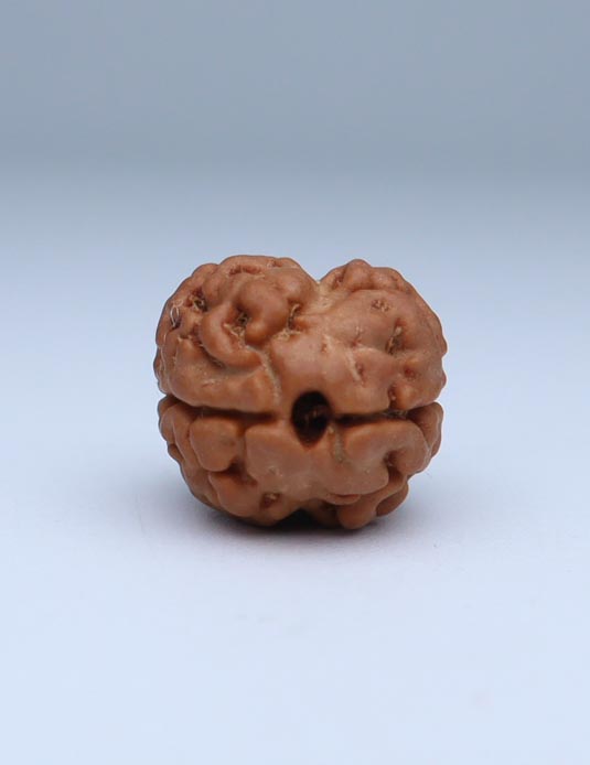 2 Mukhi Nepali Rudraksha